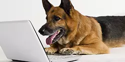 Service Dog Contact Form