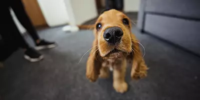 Service Dog Testing