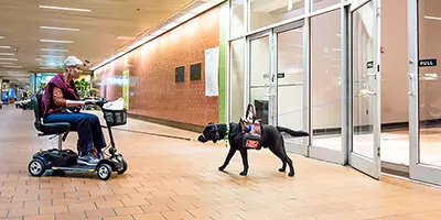 Service Dog Upgrade